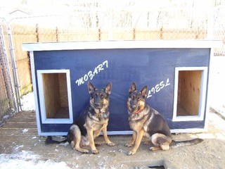 Mozart and Liesl - New Hampshire